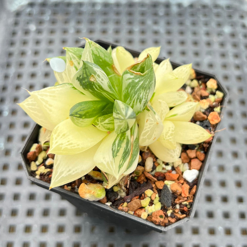 Haworthia 'Cymbiformis' Variegated 2"-3" Succulent Plant