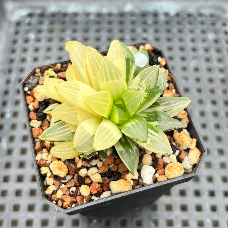 Haworthia Heidelbergensis Variegated 2" Succulent Plant Cutting