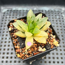 Haworthia Heidelbergensis Variegated 2" Succulent Plant Cutting