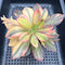 Echeveria 'Hanaikada' Variegated 5" Large Succulent Plant