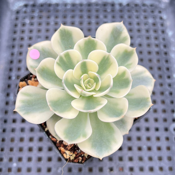 Echeveria 'Compton Carousel' Variegated 2" Succulent Plant