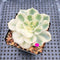 Echeveria 'Compton Carousel' Variegated 2" Succulent Plant