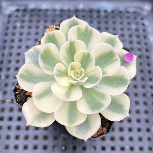 Echeveria 'Compton Carousel' Variegated 2" Succulent Plant