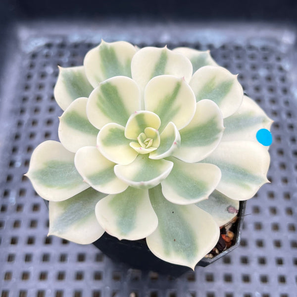 Echeveria 'Compton Carousel' Variegated 2" Succulent Plant