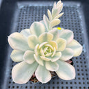 Echeveria Runyonii Variegated (Aka Echeveria 'Akaihosi' Variegated) 3" Succulent Plant