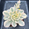 Echeveria Runyonii Variegated (Aka Echeveria 'Akaihosi' Variegated) 3" Succulent Plant