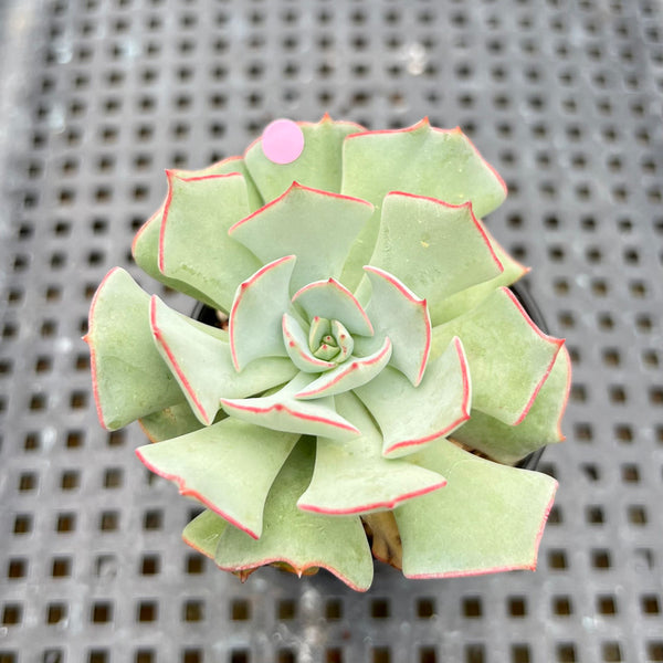 Echeveria Strictiflora 2" Succulent Plant