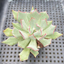 Echeveria Strictiflora 2" Succulent Plant