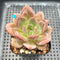 Echeveria 'Pink Champaign' 2" Succulent Plant