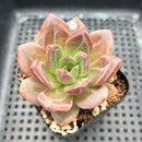 Echeveria 'Pink Champaign' 2" Succulent Plant