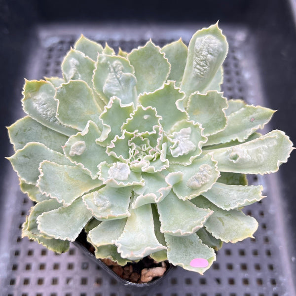 Echeveria 'Shaviana' Carunculated 3"-4" Succulent Plant