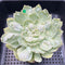 Echeveria 'Shaviana' Carunculated 3"-4" Succulent Plant