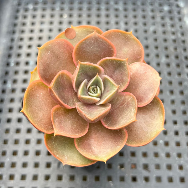 Echeveria 'Red Tan' 2" Succulent Plant