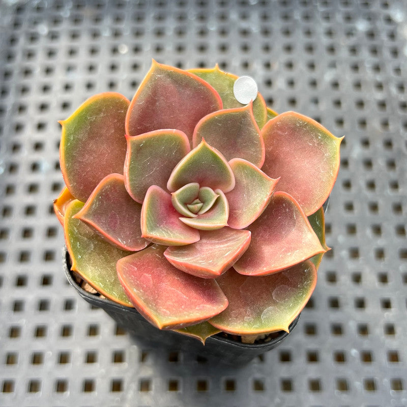 Echeveria 'Red Tan' 2" Succulent Plant