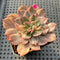 Echeveria 'Pink Prince' (Variegated Black Prince Variant) 2" Succulent Plant