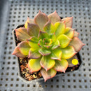 Echeveria 'Black Prince' Variegated 2" Succulent Plant