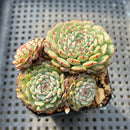 Echeveria 'Minima' 2"-3" Succulent Plant