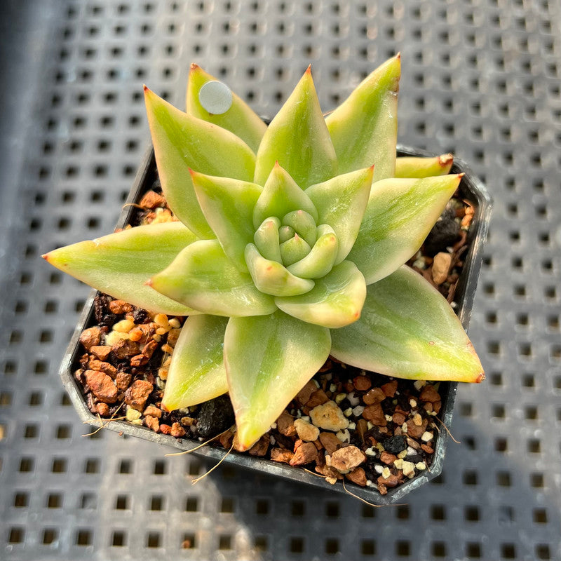 Echeveria 'Elkhorn' Variegated 2" Succulent Plant