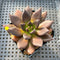 Echeveria 'Black Bird' 2" Succulent Plant