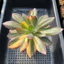 Echeveria 'Hanaikada' Variegated 5" Large Succulent Plant