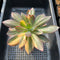 Echeveria 'Hanaikada' Variegated 5" Large Succulent Plant