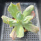 Echeveria 'Culibra' 3" Succulent Plant Cutting