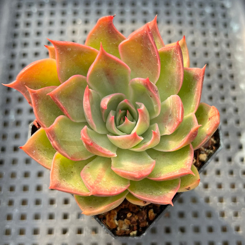 Echeveria sp. Variegated 2" Succulent Plant