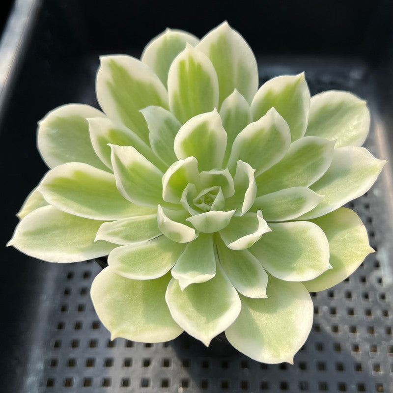 Echeveria 'Lemon Rose' Variegated 3"-4" Succulent Plant Cutting