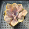 Echeveria 'Valkyrie' 2"-3" Succulent Plant