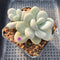 Pachyphytum 'Oviferum' 3"-4" Succulent Plant