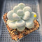 Pachyphytum 'Oviferum' 3"-4" Succulent Plant