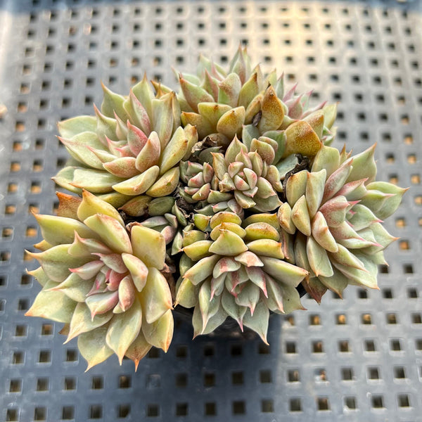 Echeveria 'Ben Badis' Variegated Cluster 3" Succulent Plant