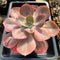 Echeveria 'Heart Throb' 6"-7" Extra Large Succulent Plant