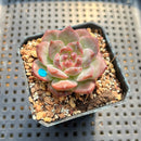 Echeveria 'Snow Lotus' 1" Succulent Plant