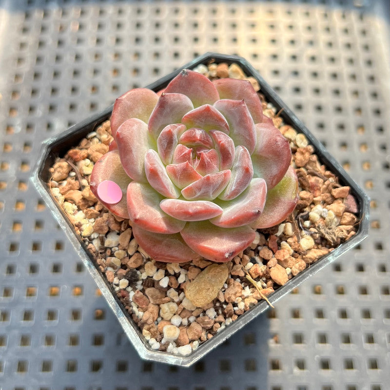 Echeveria 'Snow Lotus' 1" Succulent Plant