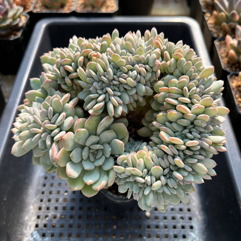 Echeveria 'Onyx' Crested 7"-8" Succulent Plant