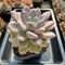 Graptoveria 'Opalina' Hybrid 5"-6" Extra Large Succulent Plant