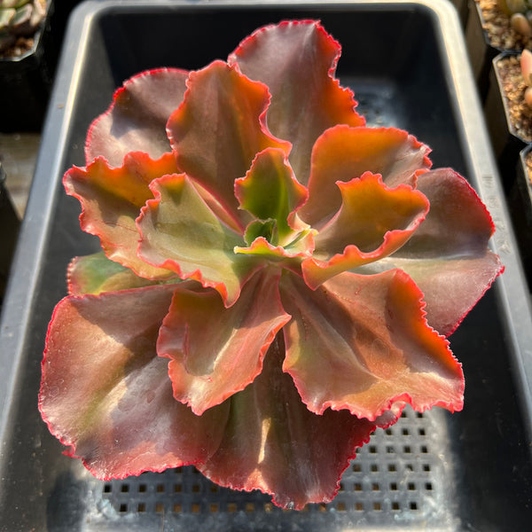 Echeveria 'Frill Sp' 4"-5” Succulent Plant