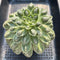 Echeveria Longissima Carunculated 4”-5” Exceptional Clone Large Succulent Plant