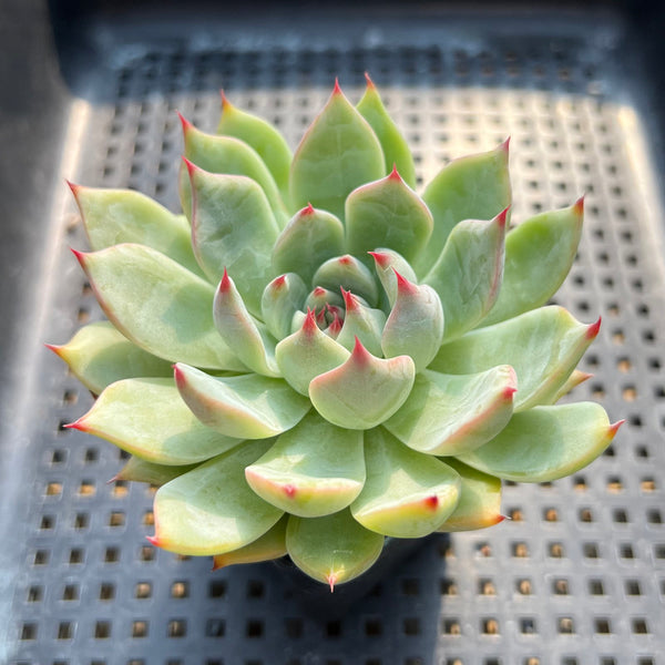 Echeveria Chihuahuaensis 2" Succulent Plant