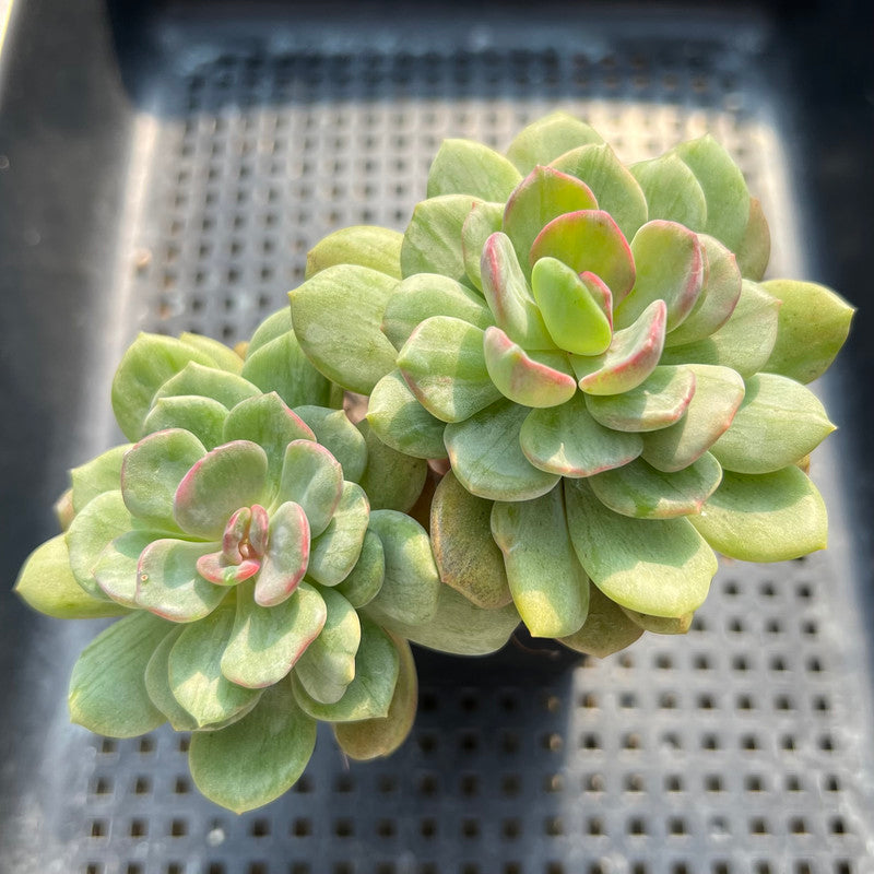 Echeveria 'Dentra' Variegated 3"-4” Cluster Succulent Plant