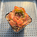 Echeveria 'Hongjo' ('Black Rose' x Laui Hybrid) 2" Flower Village Original Hybrid Succulent Plant