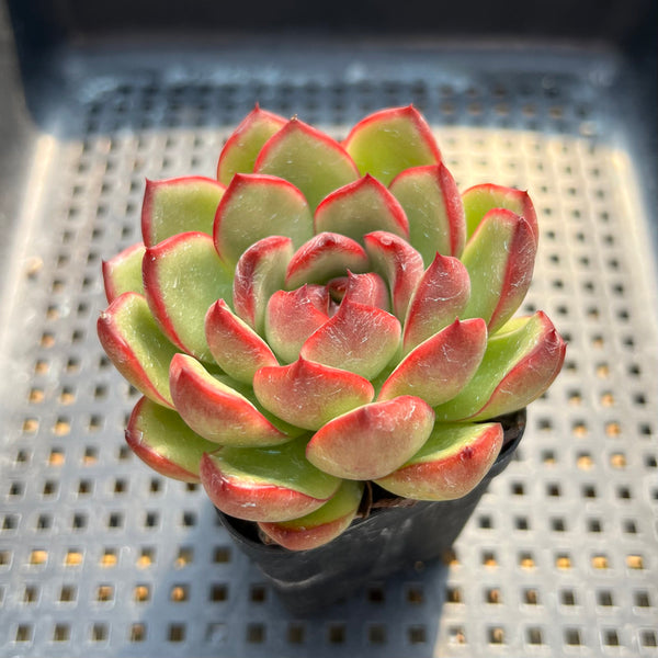 Echeveria Agavoides 'Moonstone' 2" Succulent Plant