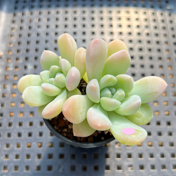 Echeveria 'Toffee' 1" Succulent Plant