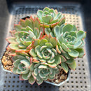 Echeveria 'Nanahukumini' 3"-4" Succulent Plant