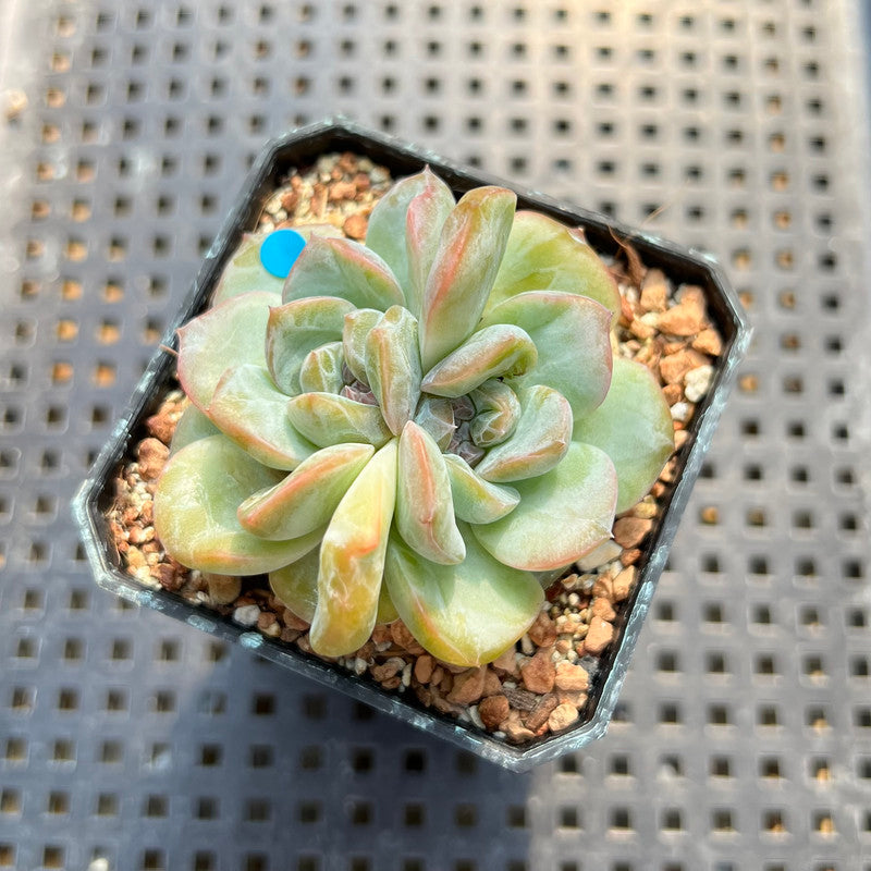 Echeveria 'Strawberry Boba' 2" Succulent Plant