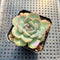 Echeveria 'Strawberry Boba' 2" Succulent Plant