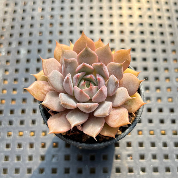 Echeveria 'Amber Rose' 2” Succulent Plant