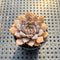 Echeveria 'Amber Rose' 2” Succulent Plant