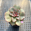 Echeveria Moranii 2” Succulent Plant